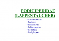 Podicipedidae (Lappentaucher)
